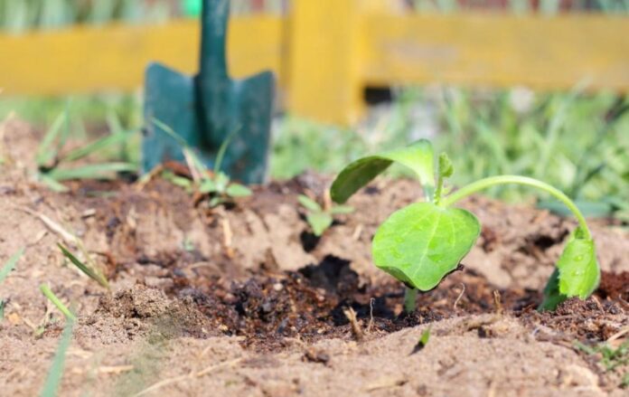 Які рослини варто сіяти під зиму
