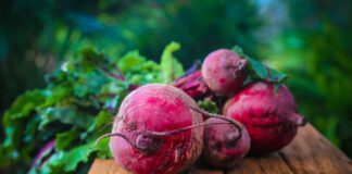 Як досягти максимальної врожайності буряків: універсальний метод сівби