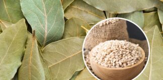 5 способів використання лаврового листа