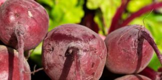 Як правильно варити буряк