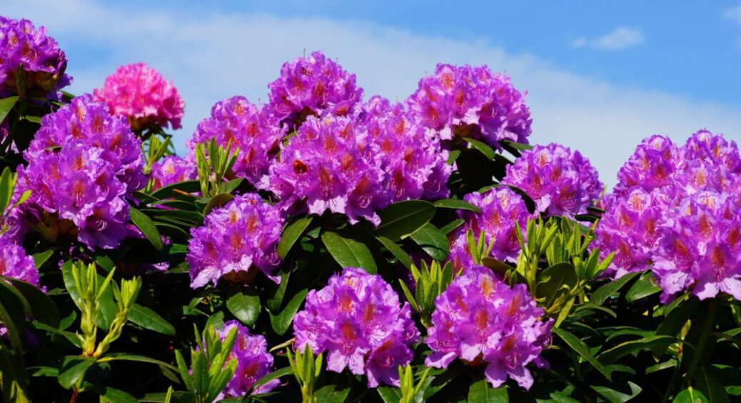 3 рослини, які не варто саджати на своїй ділянці: красиві, але настільки проблемні, що спокою вам не буде 