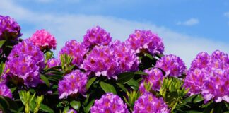 Які рослини не варто садити на своїй ділянці