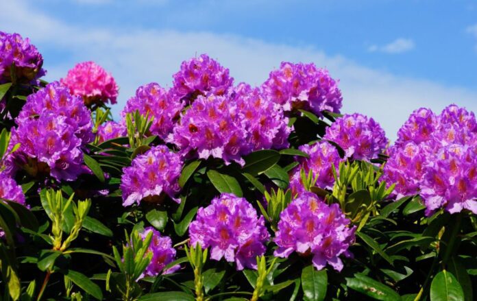 Які рослини не варто садити на своїй ділянці