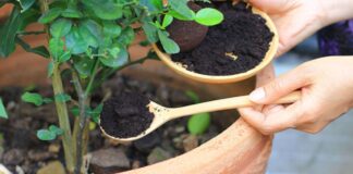 Як удобрювати рослини кавовою гущею