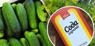 Городники розповіли, навіщо підживлювати огірки содою