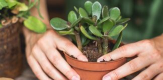 4 поради, як правильно доглядати за грошовим деревом 