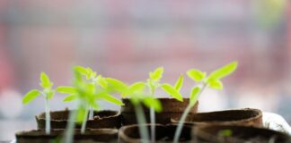 Які стаканчики використовувати для розсади