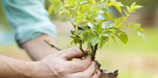 Домашній укорінювач для рослин