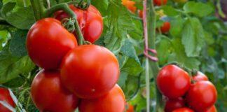 Городник розповів, яке добриво слід вносити до томатів у квітні