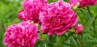 Що потрібно робити з півоніями в травні, щоб вони пишно цвіли