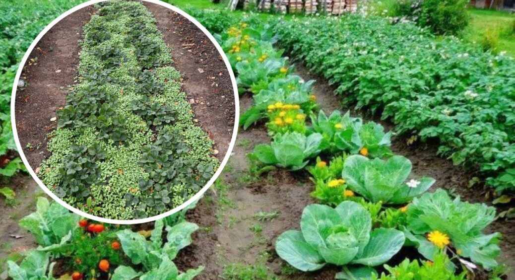 Жива мульча – для тих, хто цінує свій час: для 100% результату потрібно просто розкидати насіння на ділянці 