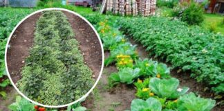 Використовуємо сидерати як живу мульчу