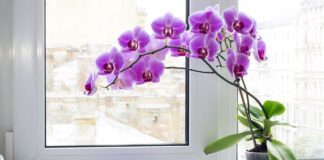 Чому орхідею слід поливати теплою водою: думка експертів