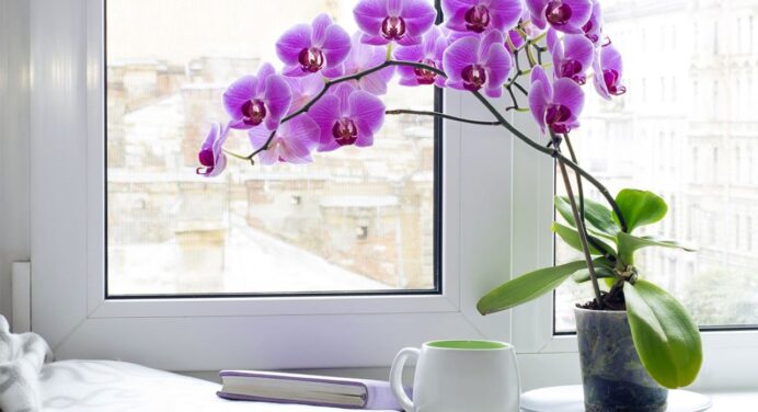 Як доглядати за орхідеями, де люблять стояти квіти і що означає, якщо подарували орхідею: цікаві факти 