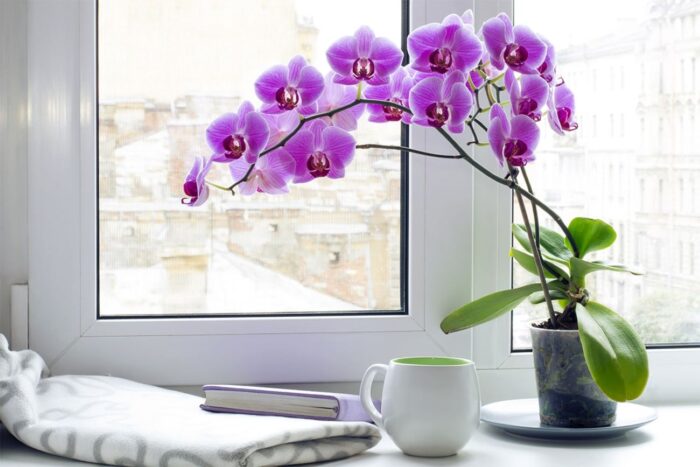 Чому орхідею слід поливати теплою водою: думка експертів