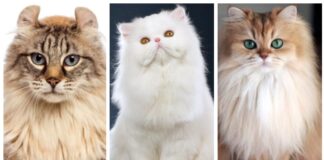 Обираємо чотирилапого друга: п'ять найпухнастіших порід котів в світі