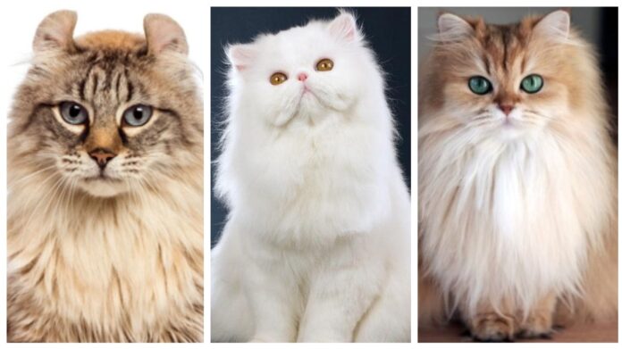 Обираємо чотирилапого друга: п'ять найпухнастіших порід котів в світі
