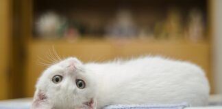 Експерти розповіли, як швидко прибрати котячу шерсть в будинку