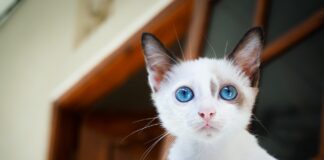 Що означають різні забарвлення котів