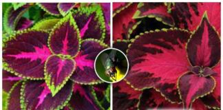 Посадіть цю квітку, щоб в домі не літали комахи