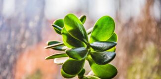 Експерти розповіли, чим підживити грошове дерево для цвітіння