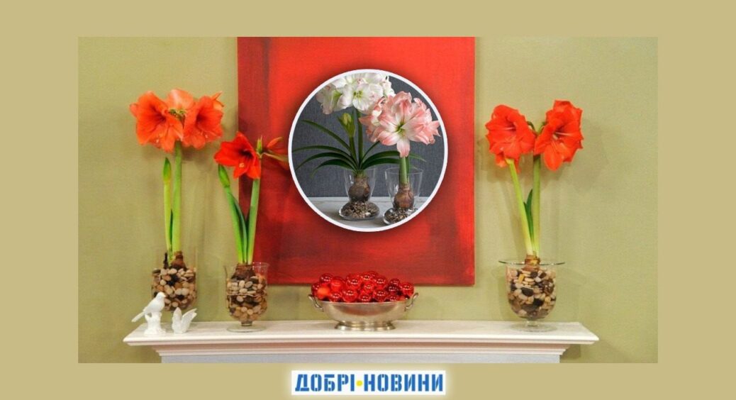 П’ять популярних кімнатних рослин, які не потребують посадки в ґрунт. Основні правила догляду 