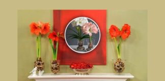 П'ять популярних кімнатних рослин, які не потребують посадки в ґрунт