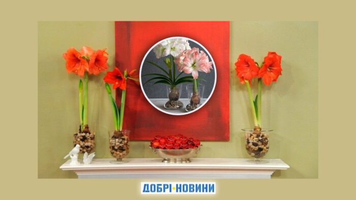 П'ять популярних кімнатних рослин, які не потребують посадки в ґрунт