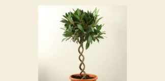 Кімнатні рослини, що не потребують яскравого освітлення