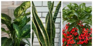 Езотерики назвали квіти, які накладають на жінку вінець безшлюбності