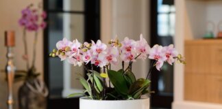 Квітникар розповів, як зробити живильну підкормку для орхідей