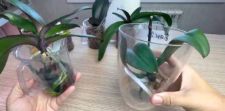 Чим підживити орхідею, щоб росло коріння