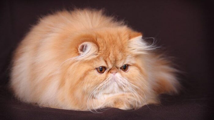 Перська кішка