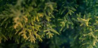 Як підготувати хвойні рослини до зимування