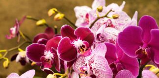 Квітникар розповів, як простимулювати квітконоси в орхідеї