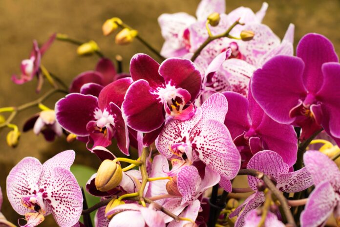 Квітникар розповів, як простимулювати квітконоси в орхідеї
