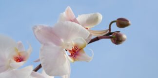 Експерти розповіли, з яких відходів приготувати добриво для орхідеї