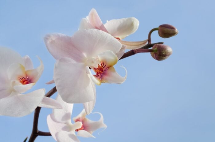 Експерти розповіли, як правильно доглядати за орхідеєю, щоб вона цвіла та пустила стрілку