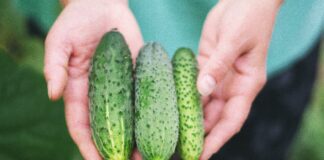 Городник назвав сорт найсолодших огірків для сезону 2024