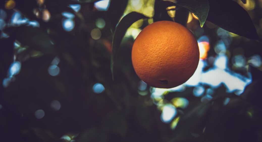 Зробила це добриво з апельсинів і не повірила власним очам: ефективна підкормка для кімнатних рослин 