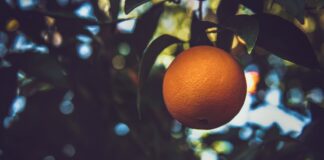 Рецепт ефективної домашньої підгодівлі для кімнатних рослин