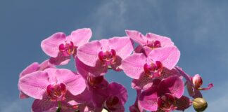 Квітникар розповів, як бюджетно простимулювати орхідею до цвітіння