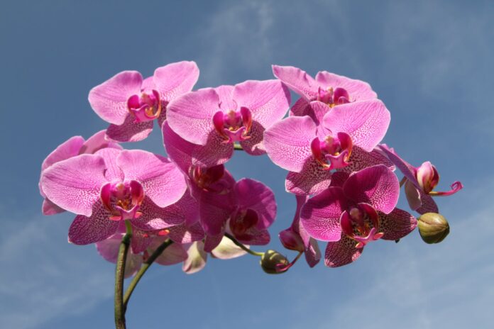 Квітникар розповів, як бюджетно простимулювати орхідею до цвітіння