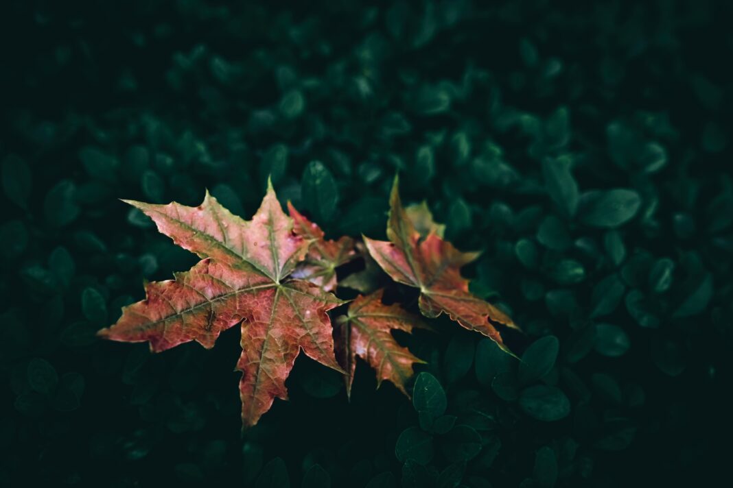 Опале листя – найкраще добриво для городу 