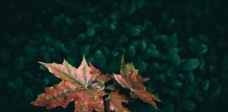 Опале листя – найкраще добриво для городу 