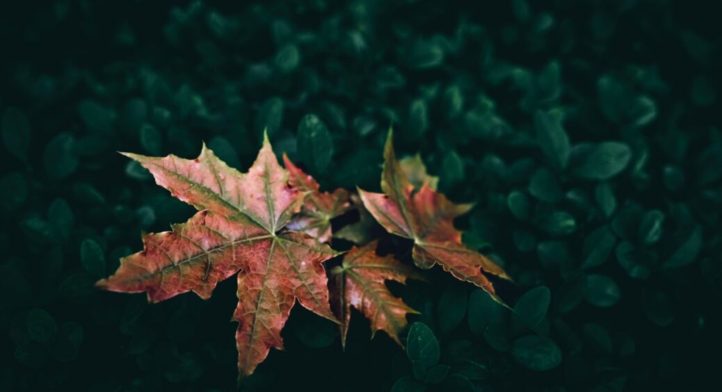 Ціла купа опалого листя – що робити: як можна використати осінні відходи в якості добрива на ділянці 