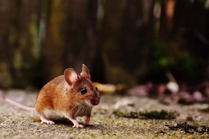 Експерти розповіли, як просто та швидко позбутись від мишей та інших гризунів