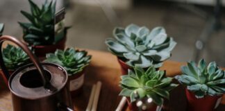 Експерти розповіли, чим підживити кімнатні рослини