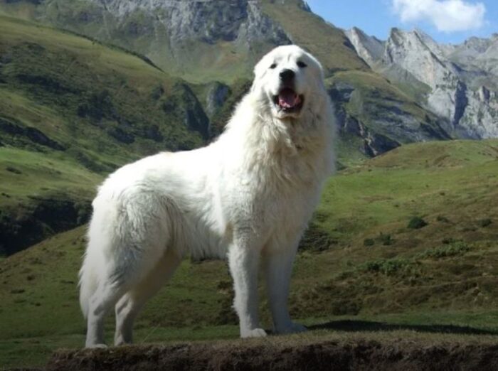 Піренейський гірський собака