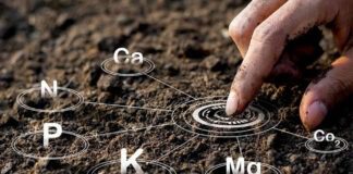 Що робити з закисленим ґрунтом: експерти назвали метод